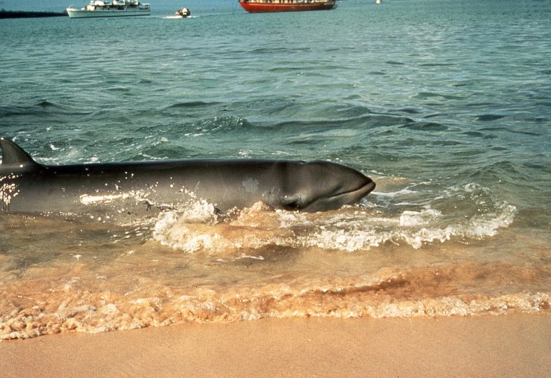 beaked whale