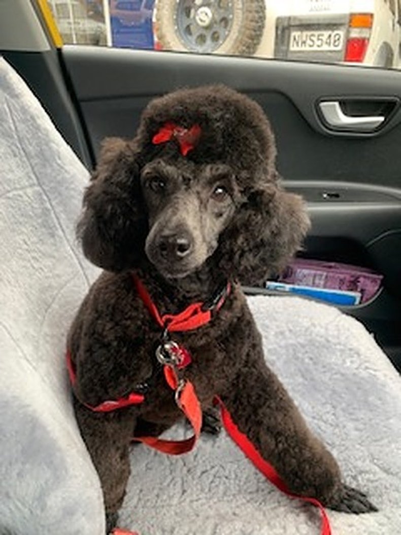 Poodle with bow