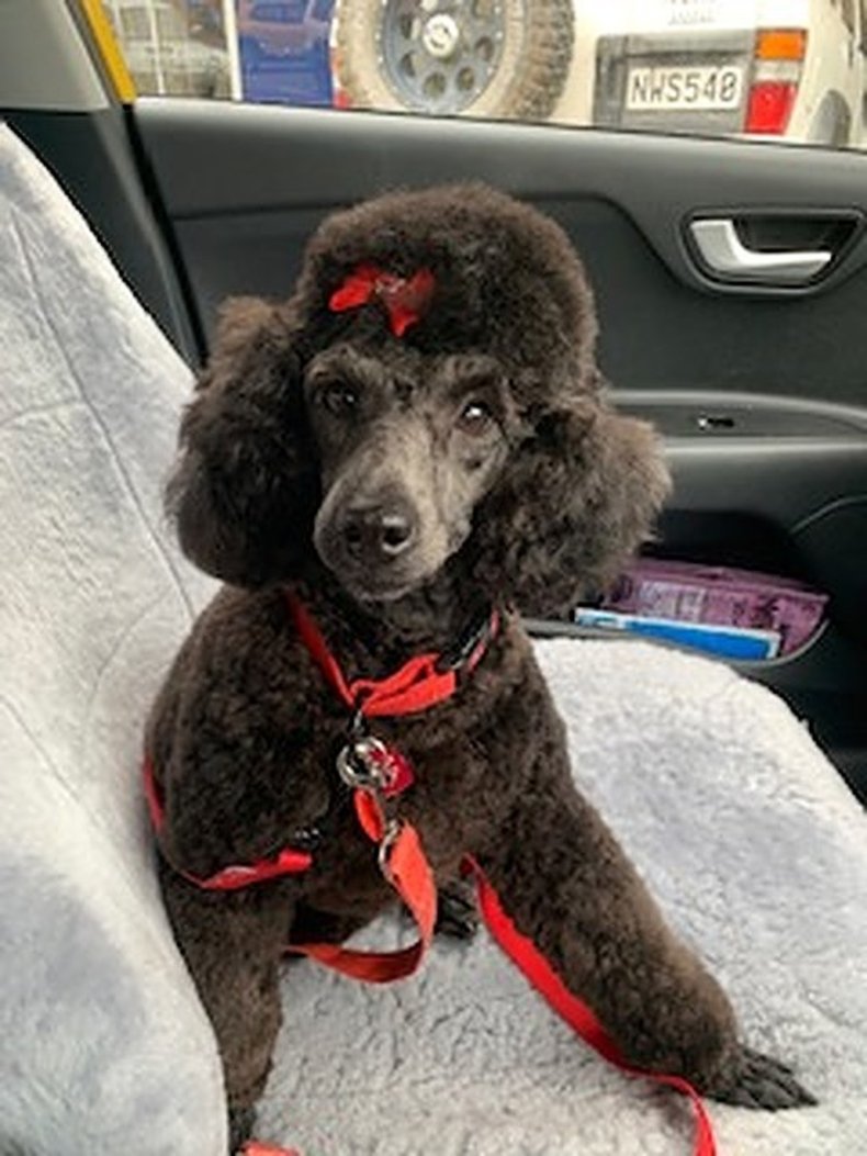 poodle with bow