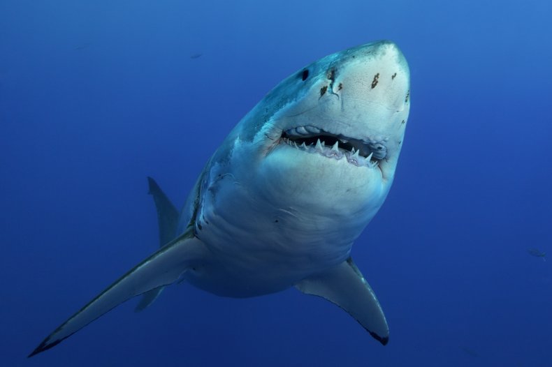 Un gran tiburón blanco