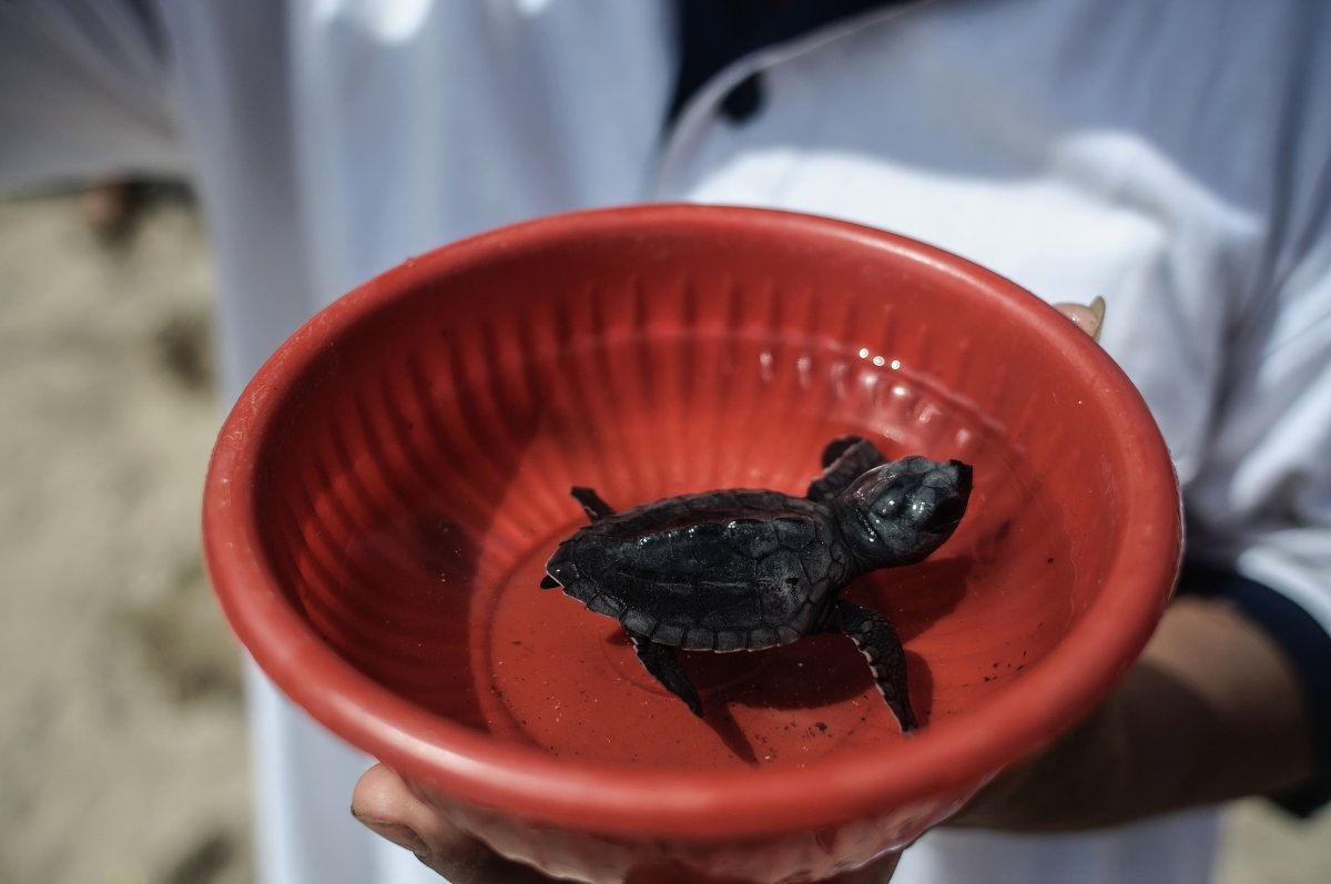 Despite ban, small turtle online pet trade in the US found to be flourishing