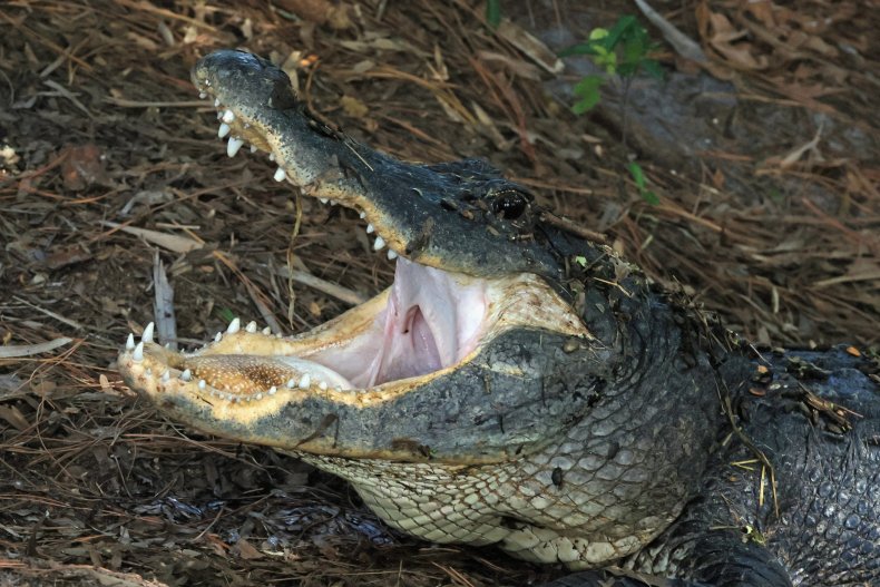 Huge Alligator ‘Roars’ at Sheriff's Deputies