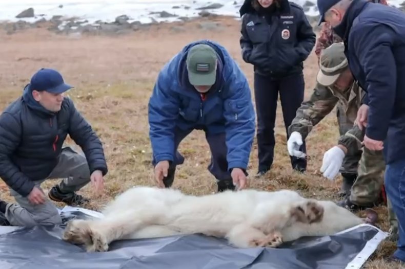 Sauvetage d'ours polaires 