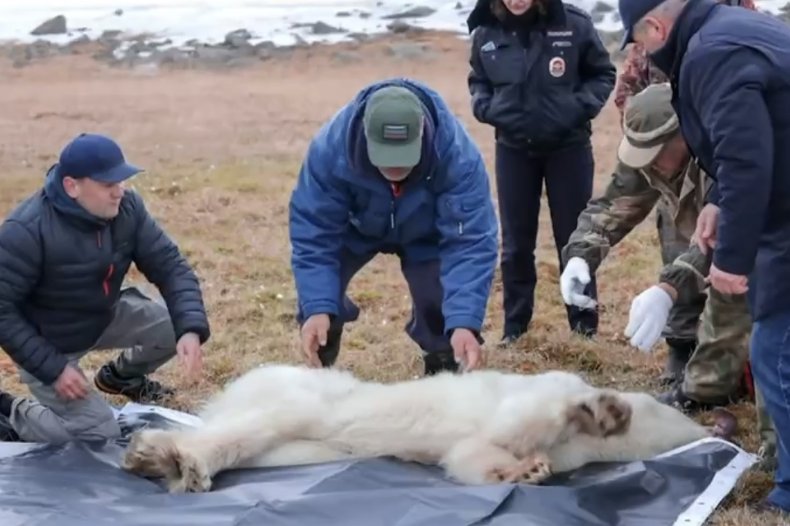 Un ourson polaire secouru après s'être coincé la langue dans de l'étain — Vidéo 2 Sauvetage d'ours polaires