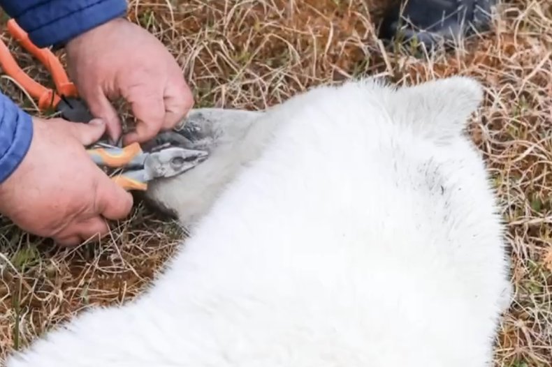 Polar bear rescue
