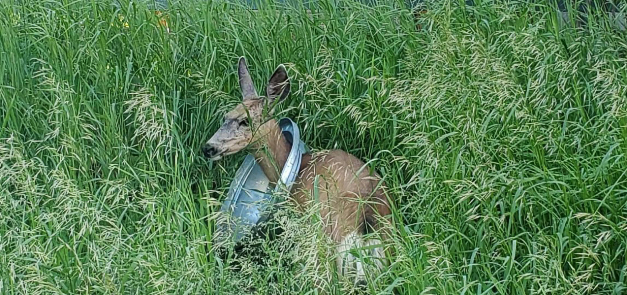 Mule Deer Freed From Metal Trash Can Lid After Getting Its Head Stuck