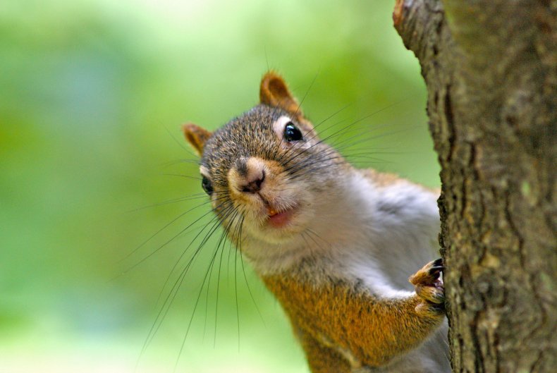 squirrel