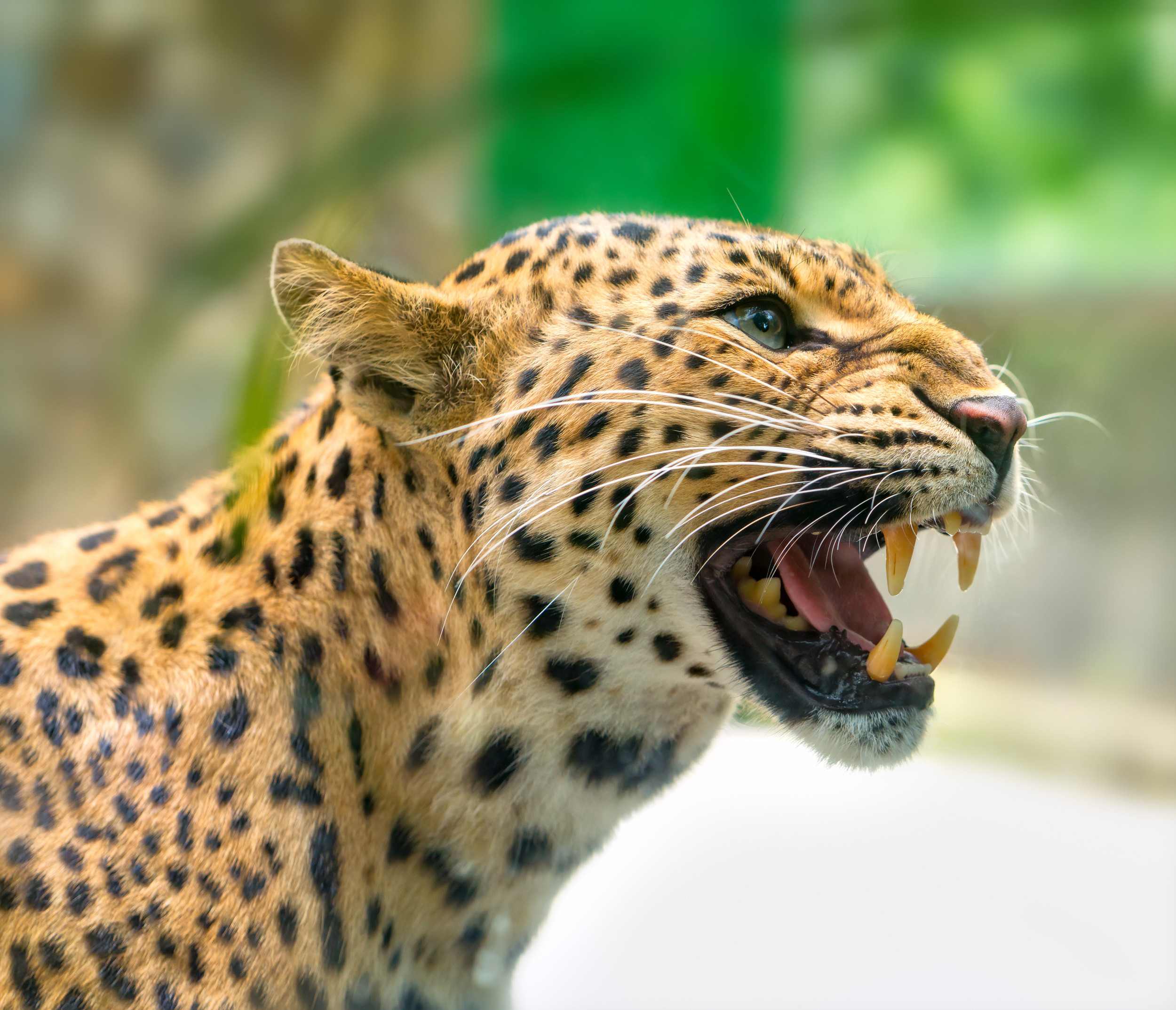 Man Filmed Punching Corpse of Leopard That Was Killed for Attacking Ranger