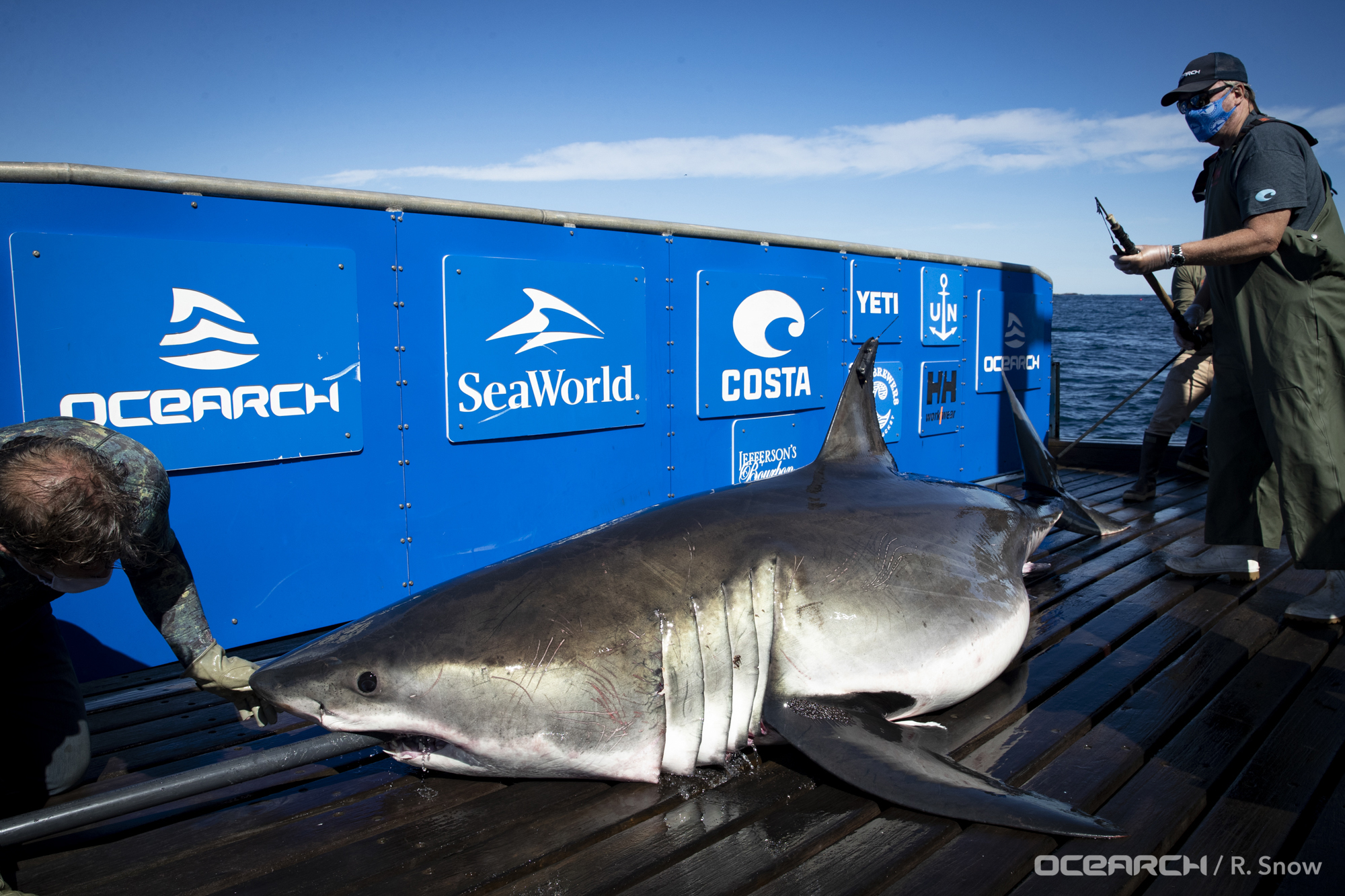 Massive great white shark caught and released at Florida beach