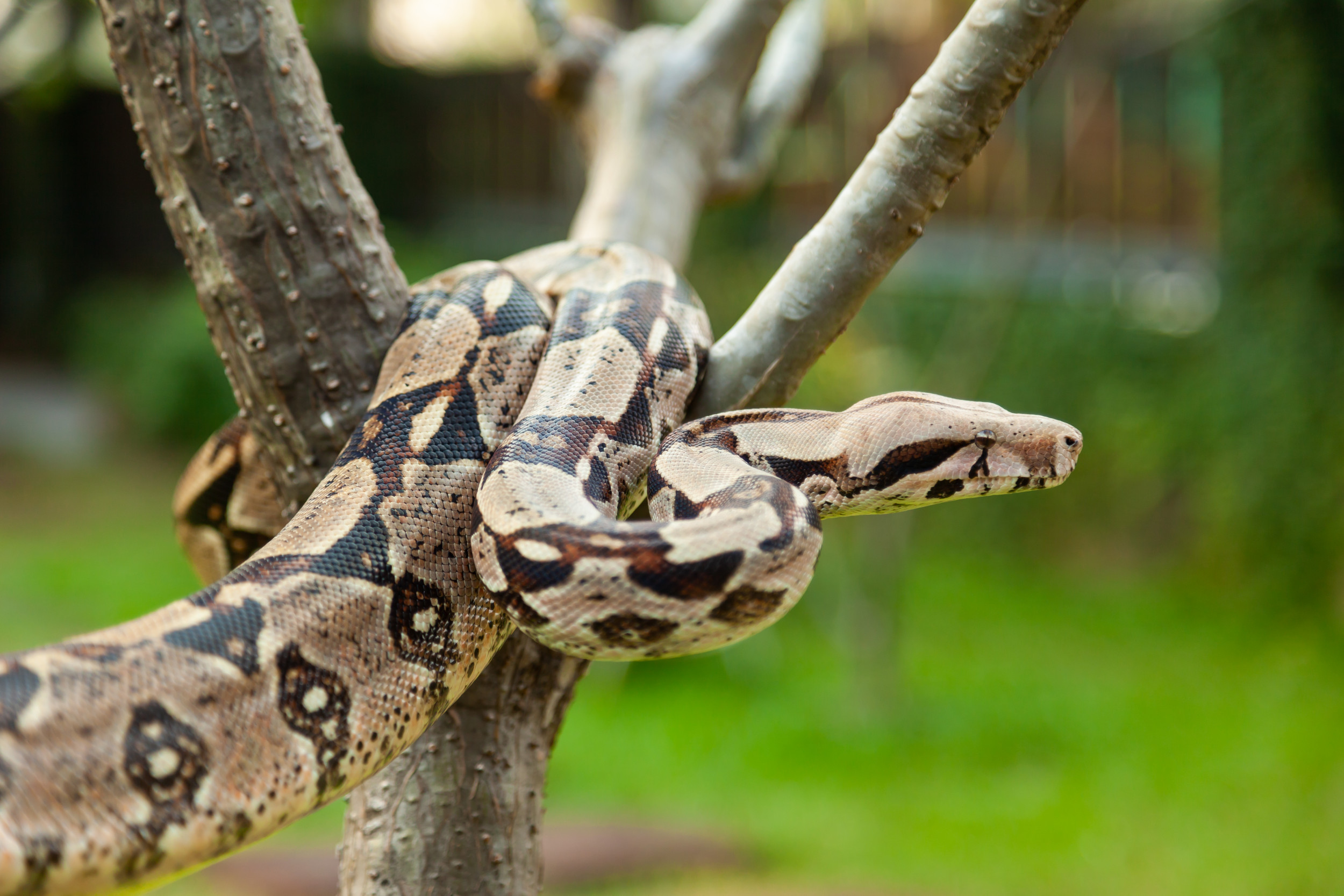 Man Strangled by 18ft Pet Boa Constrictor Dies After Police Shot