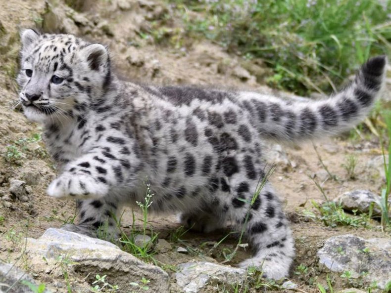 Newborn Snow Leopard Cubs Play as Mom Watches Over in Heartwarming Video