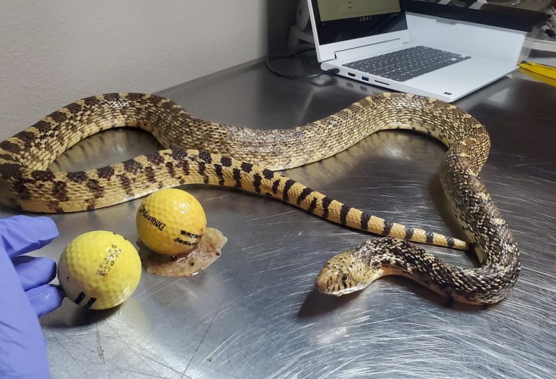 Golf balls removed from snake