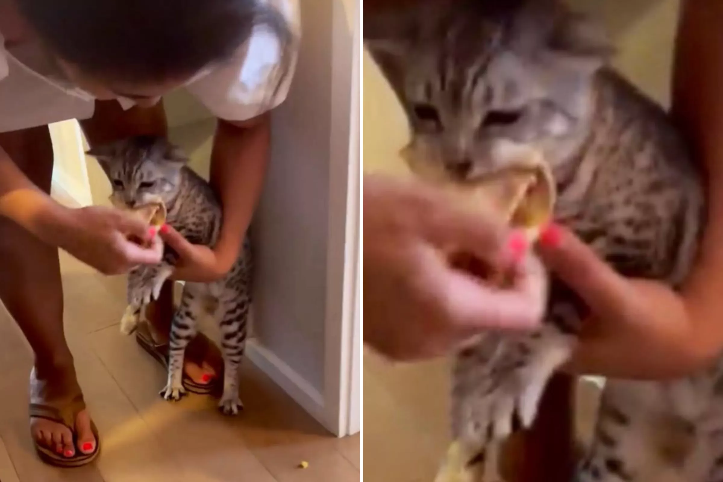 Cat Hilariously Caught on Camera Stealing a Taco at His Own Birthday Party - Vimarsana News