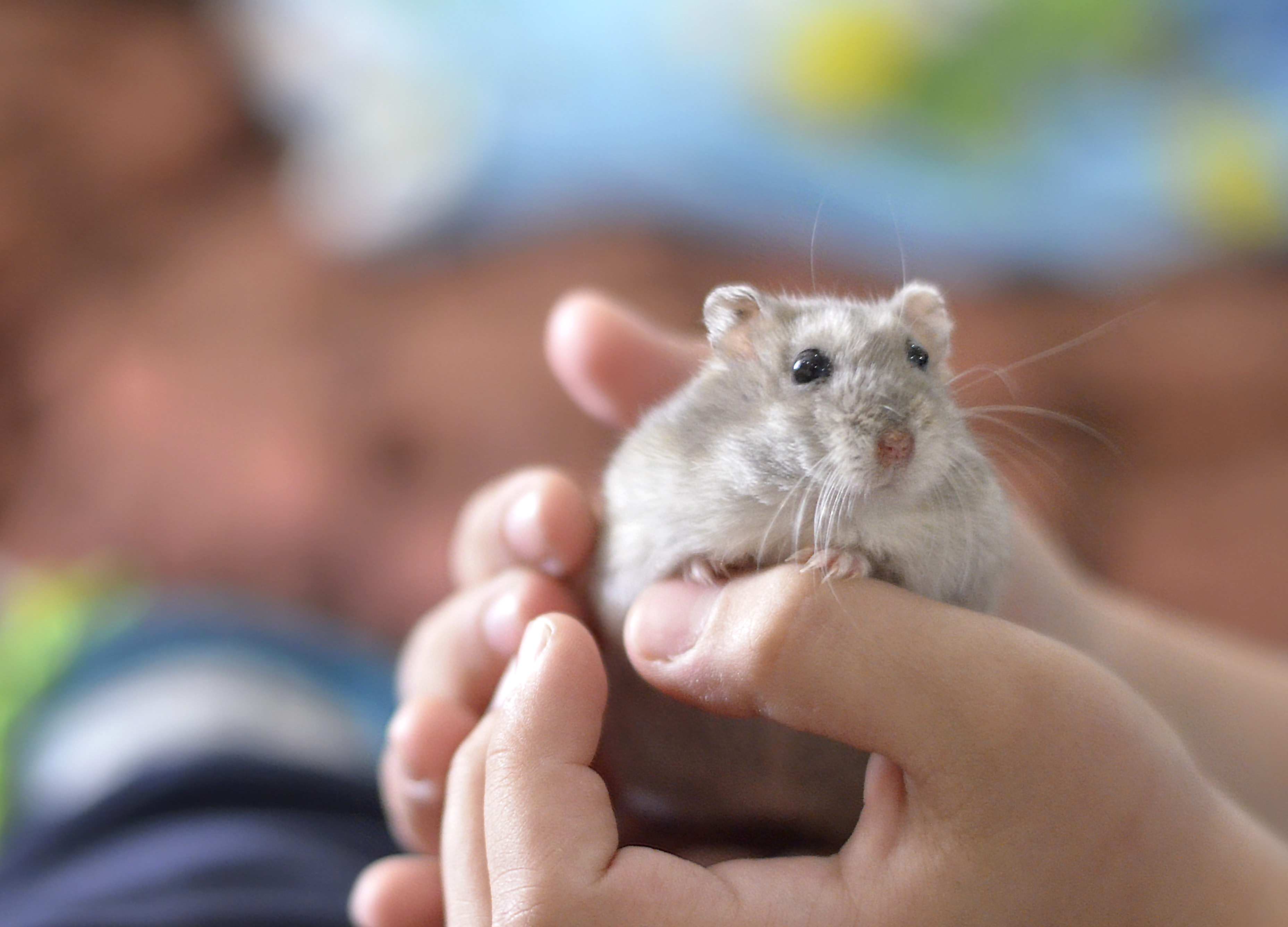 cute dwarf hamster sleeping