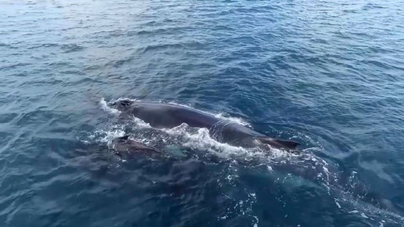 Whale in Pacific off Colombian coast