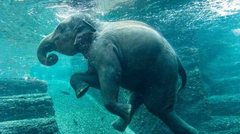 Dramblys Ruwani zoologijos sode plaukioja vandenyje