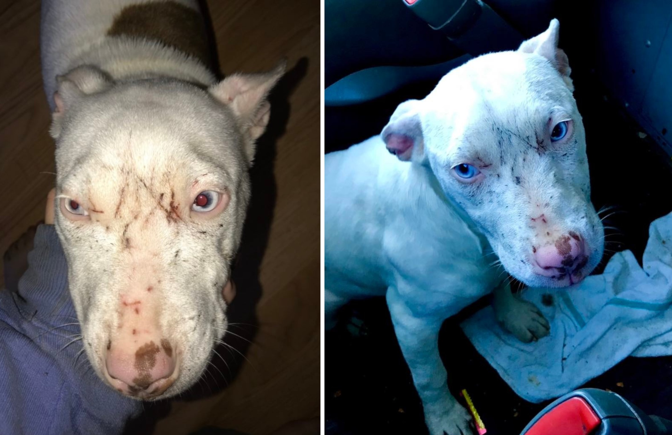 Mailwoman Who Saved Street Dog While Working Shares Her Epic Transformation