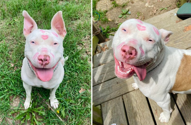 A dog with kiss marks on face.