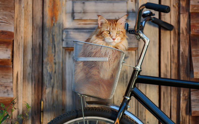 A cat in a bicycle basket.