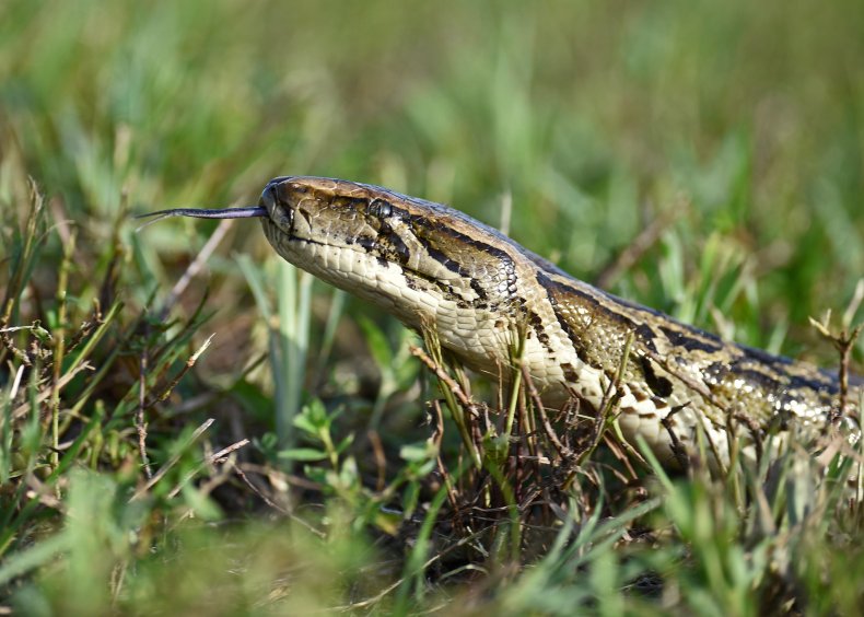 A Burmese python in the Everglades
