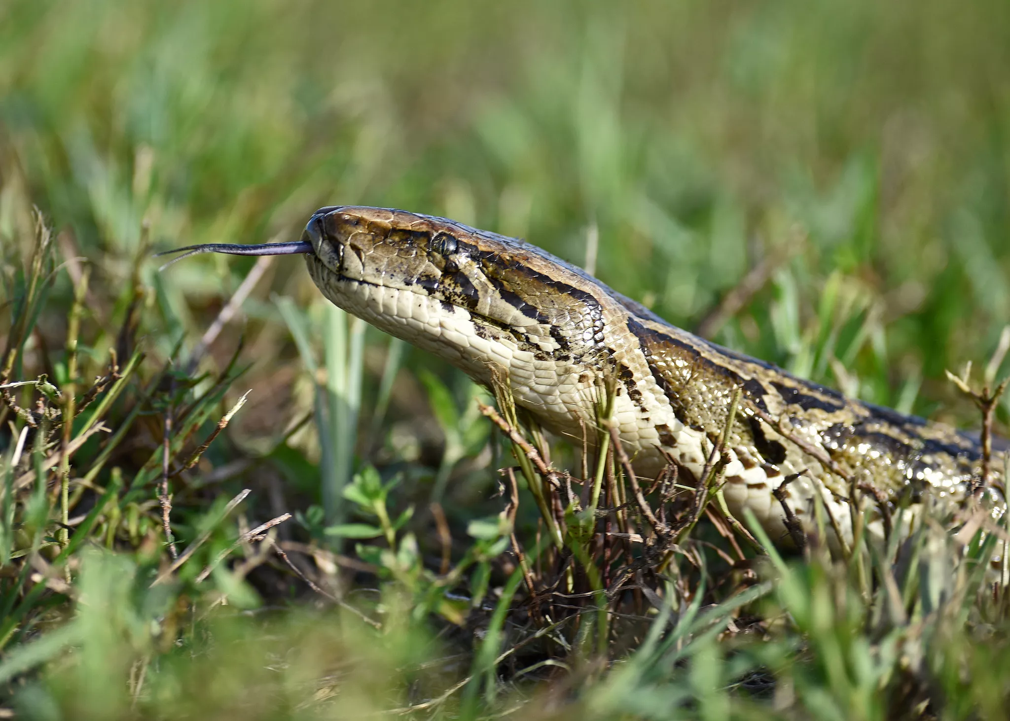 Burmese Python Hunt in Florida Will See Hundreds of Invasive Snakes Killed - Vimarsana News