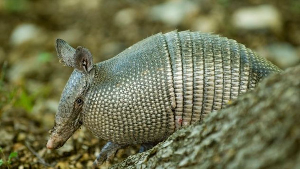 Armadillos in Chicago? Southern Animal Migrating North - Newsweek