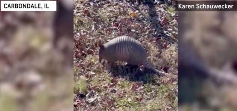Armadillo sighting in Illinois