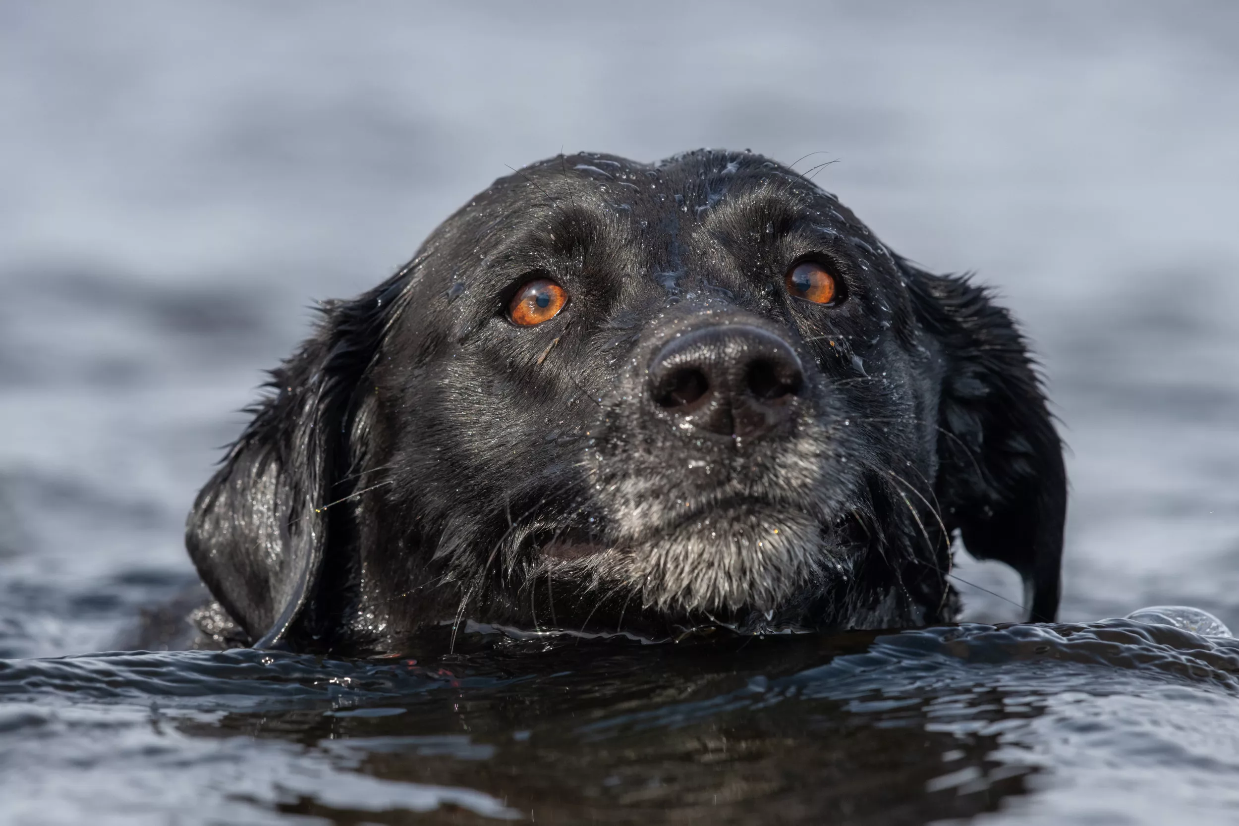 Labrador Wearing Life Jacket Melts Hearts for His Crazy Splashes in River -  Newsweek