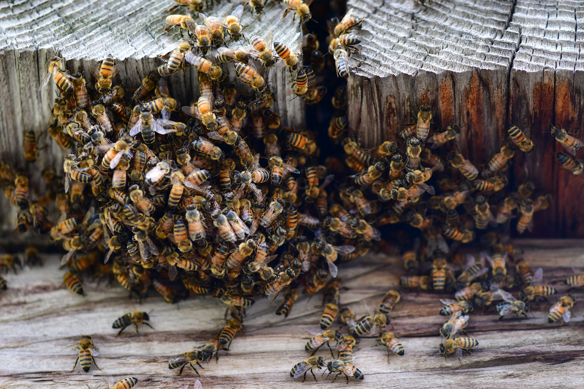 Historic Fort Not Taken By British Finally Conquered - By Swarm of Honeybees
