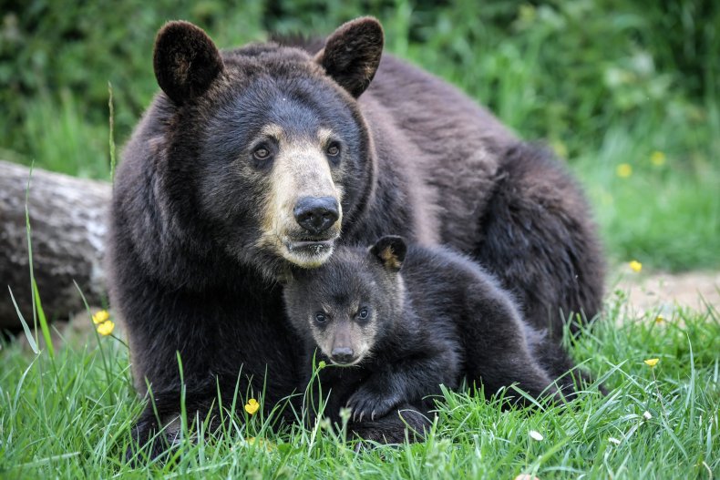 Black Bear and Cub