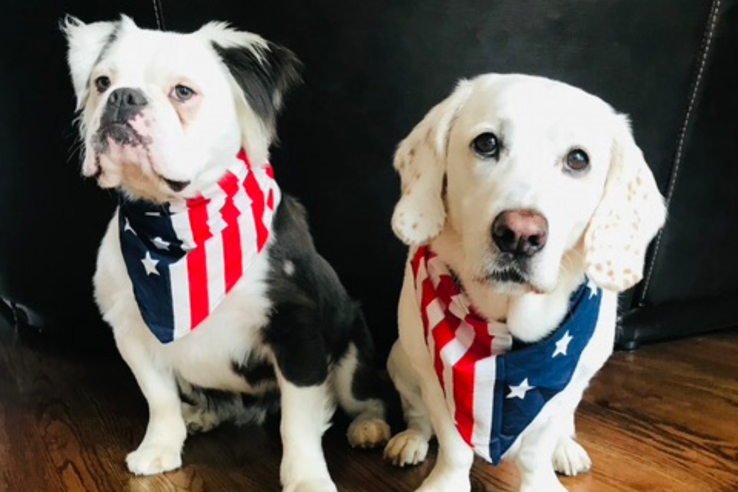 Patriotic Pups Maggie and Sophie Jo Win Pet of the Week
