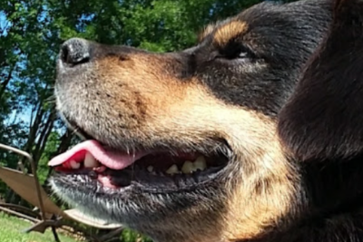 Ellah the dog submission Ellah the dog submission