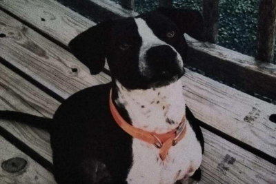 Gator the dog submission Gator the dog submission