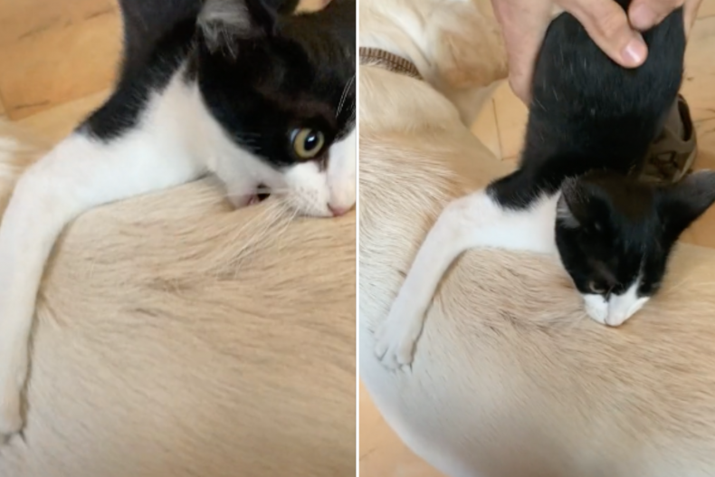 Cat bites dog in viral video