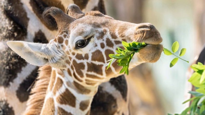 Giraffe calf Amari seen at Zoo Vienna