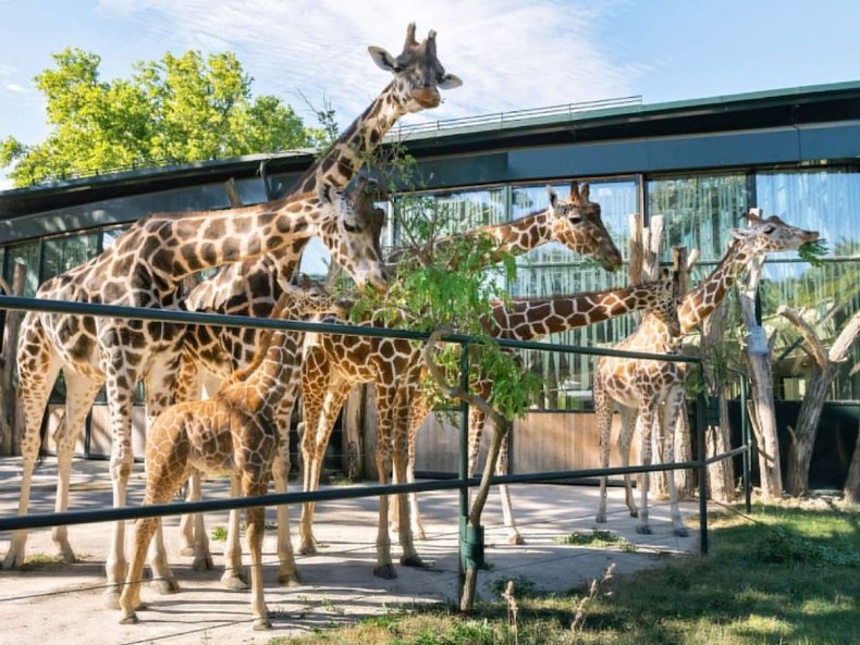 Giraffes at Zoo Vienna in Austria