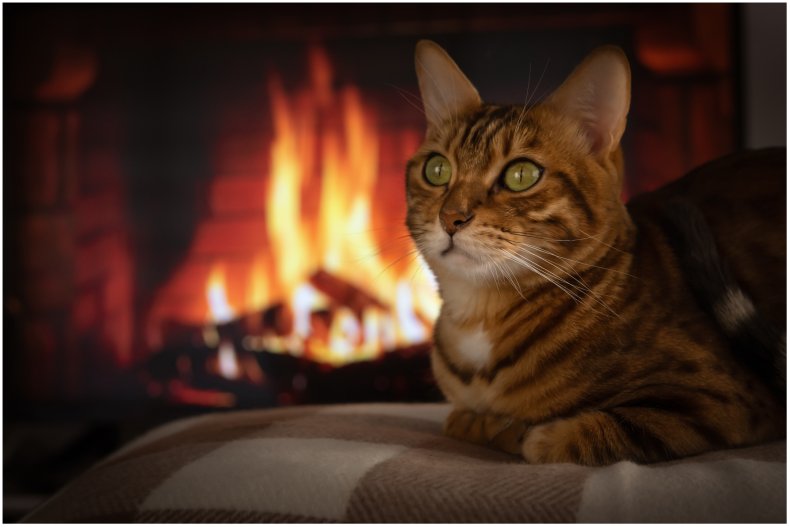 Stock image of a cat near fire