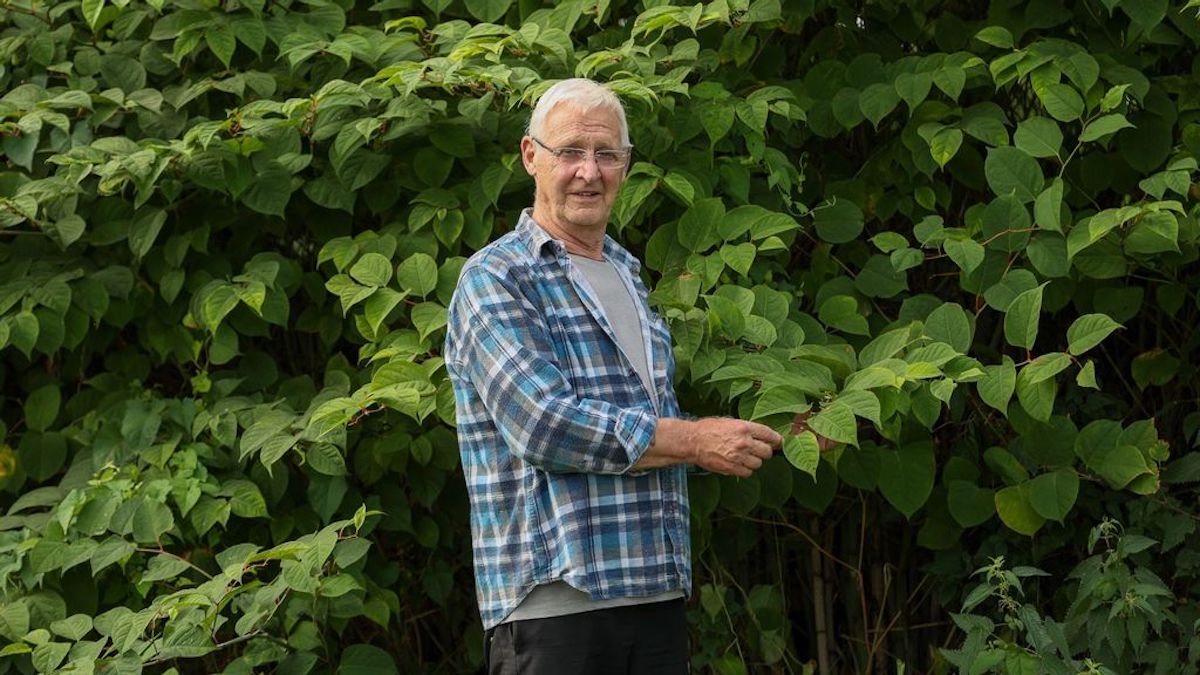 Dennis Hodson poses with knotweed