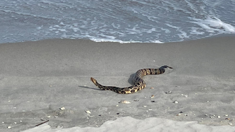 Rattlesnake on Beach