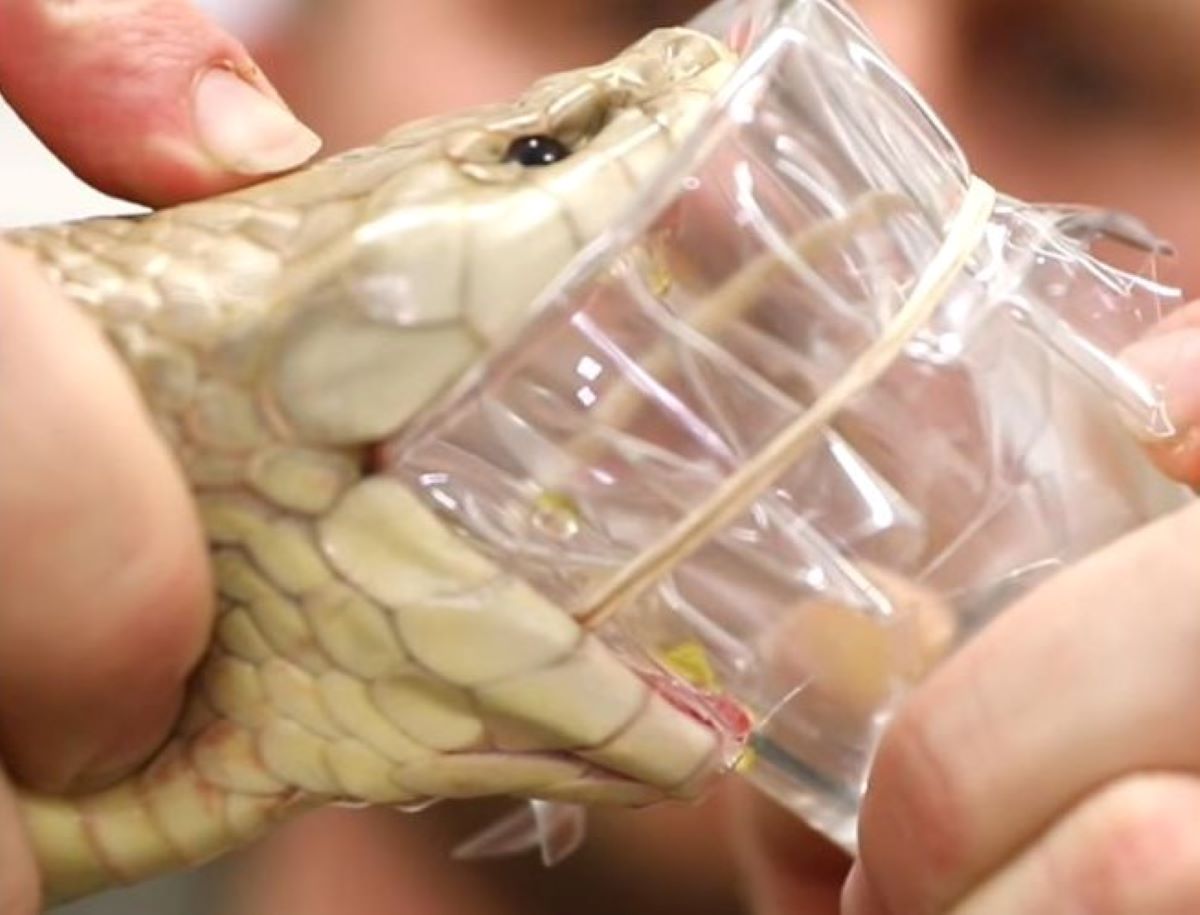 Giant Venomous Snake Titan Is One of Biggest in Australia