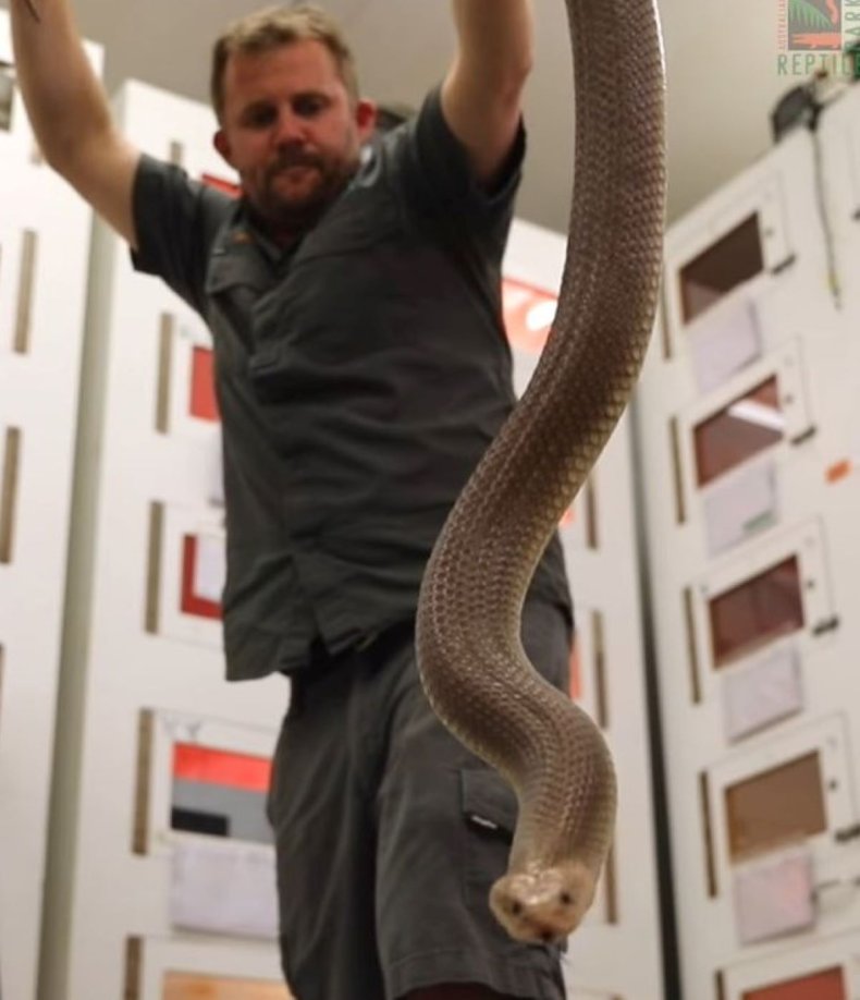 King brown snake
