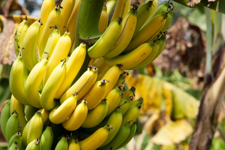 Bunches of bananas seen on a tree.