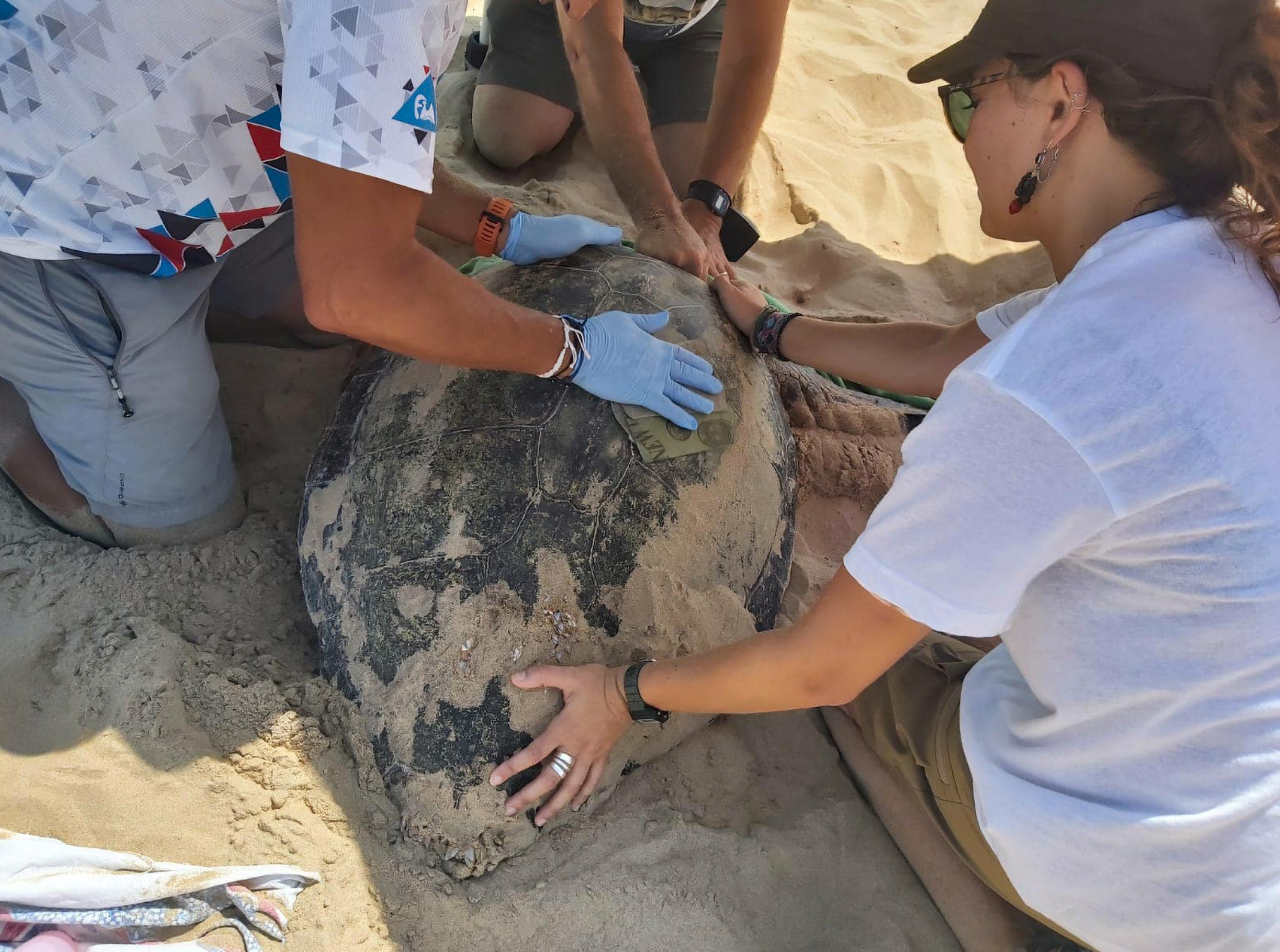 Turtle Leaves Record-Breaking Egg Clutch on Spanish Beach - Newsweek