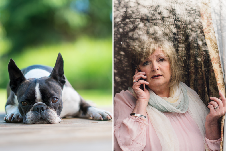 Dog on patio and woman using phone