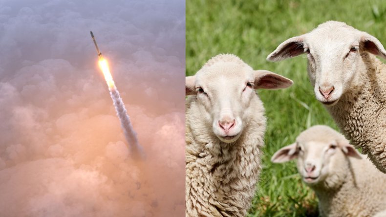 Rocket and sheep 