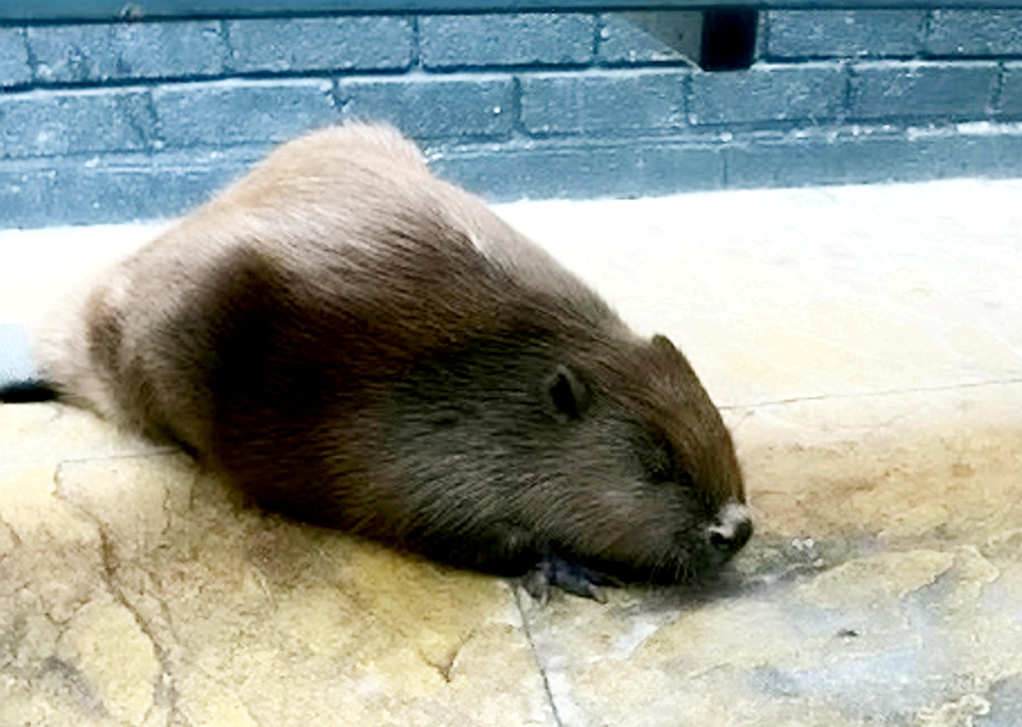 Beaver Walks Into Bar, Stunning Patrons as It Heads Straight to Beer Garden