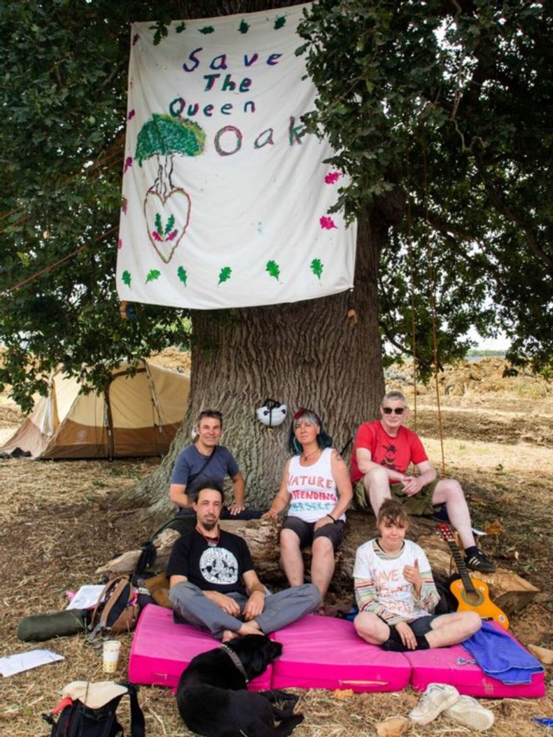 Oak tree