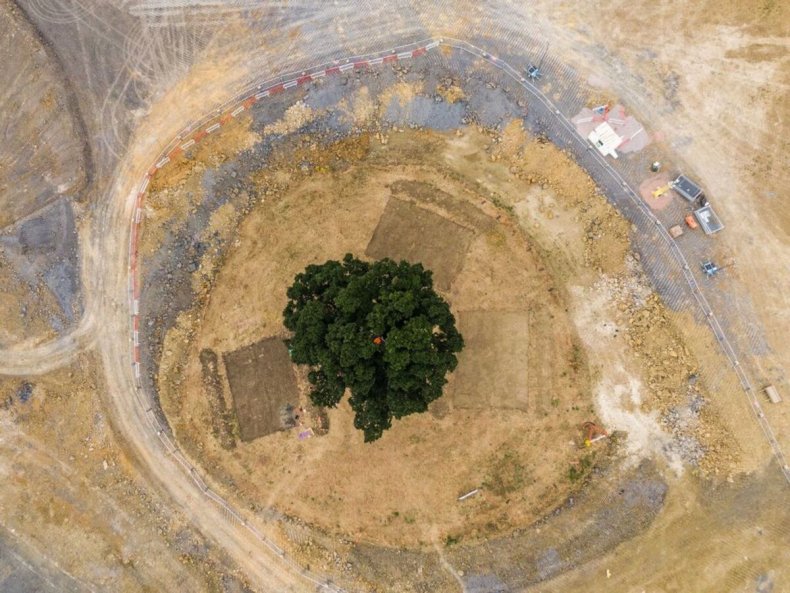 Oak tree highway