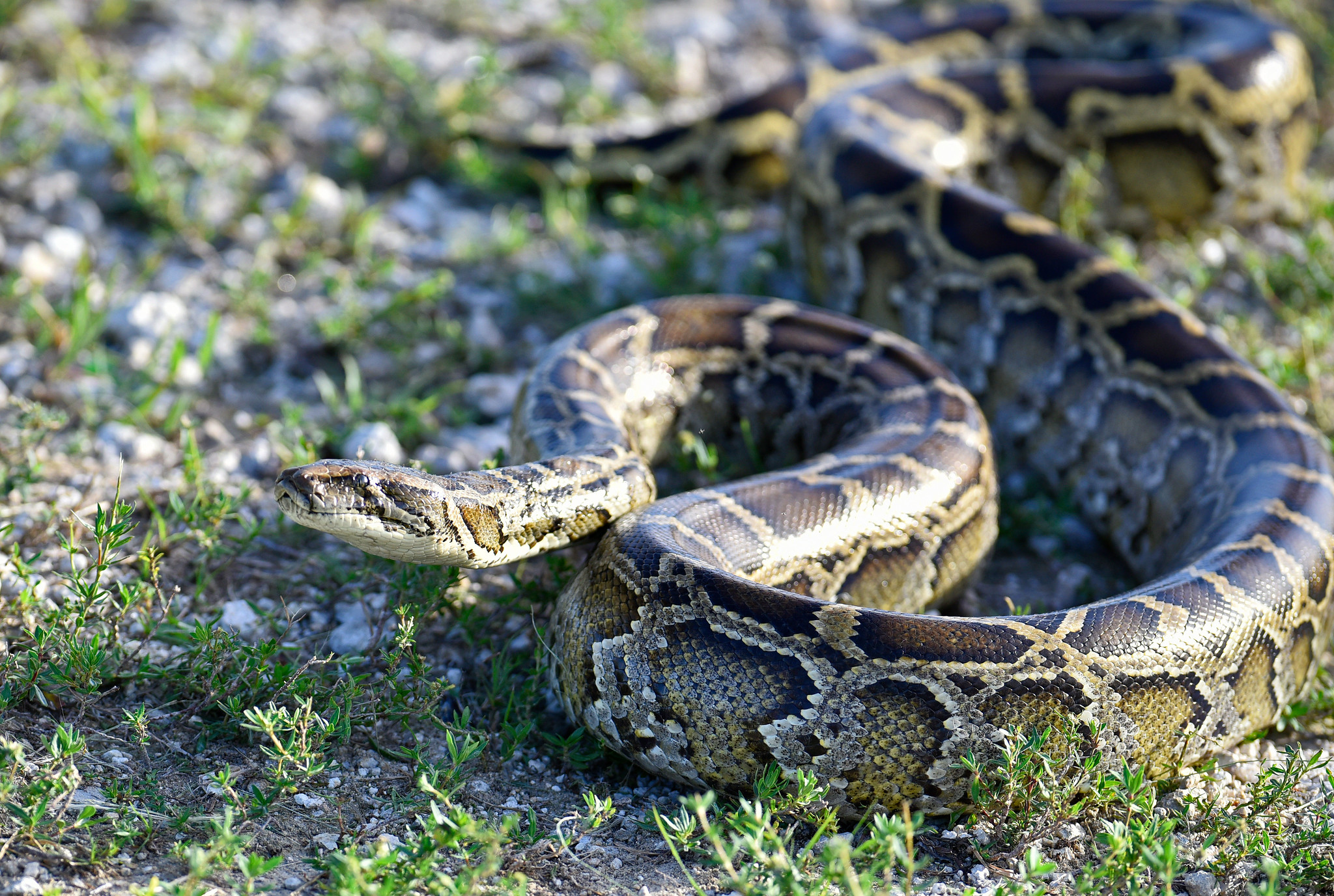 Why is the Burmese Python a Problem in Florida?