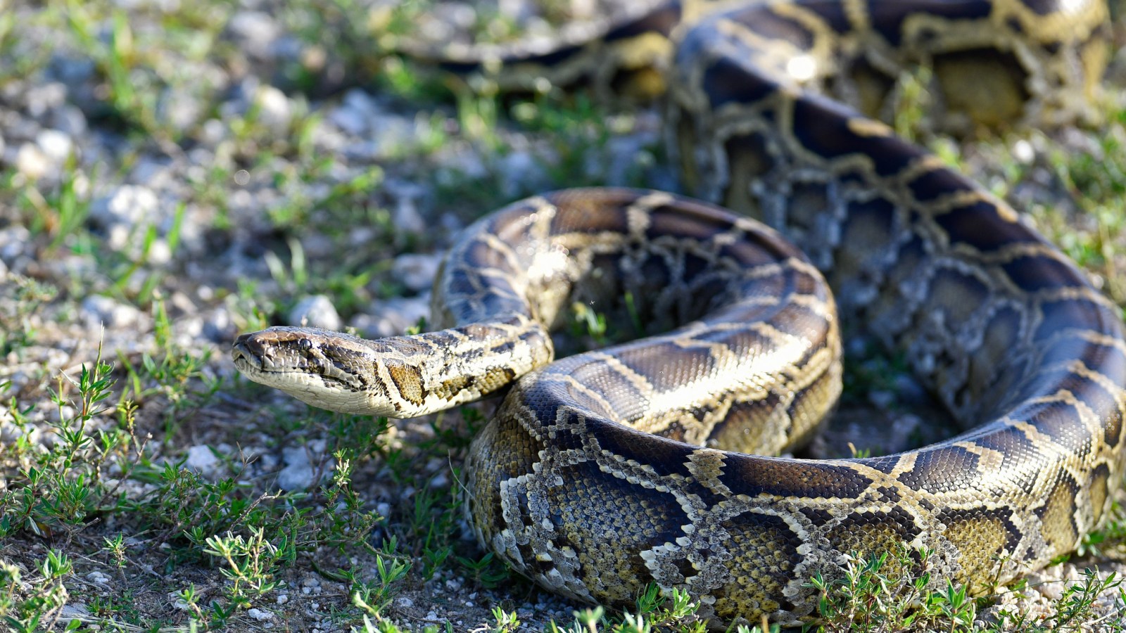 What is the Problem With Burmese Pythons?